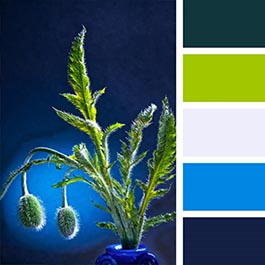blue 4